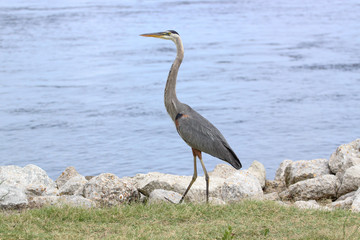 Heron on the shore in Biloxi