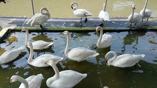 White Swan or Cygnus buccinator in farm