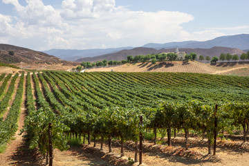 Naklejka premium A scenic landscape of grapevines at a countryside vineyard.