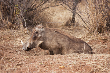 Warthog in the bush