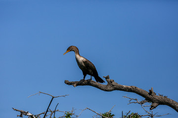 Cormorant Sunning on a Branch