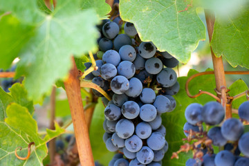 Fototapeta premium A closeup of red grapes growing on vines at a scenic vineyard.