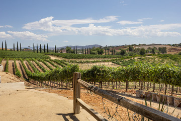 A scenic landscape of summer season vineyards