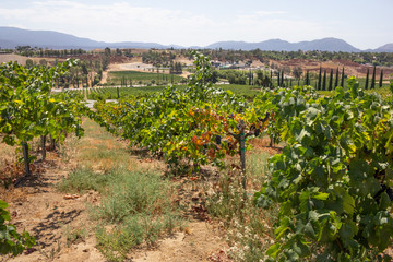Fototapeta na wymiar A scenic landscape of lush summer ripe grapevines at a countryside vineyard