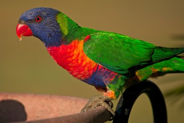 Rainbow lorikeet in the morning sun