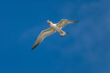 Fototapeta na wymiar A gull flies overhead struggling to swallow a recently caught fish.