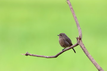 bird on a branch