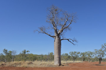 Boab Tree Kimberly Western Australia