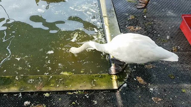 White Swan or Cygnus buccinator in farm