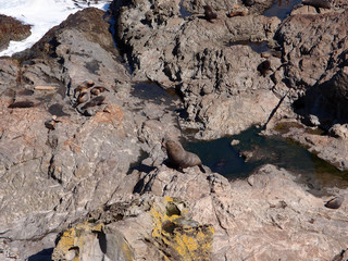 New Zealand sea lions