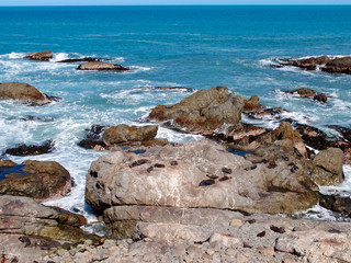 Fototapeta na wymiar sea lions sun bathing on rocks