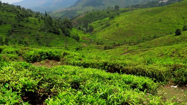 tea garden at ooty