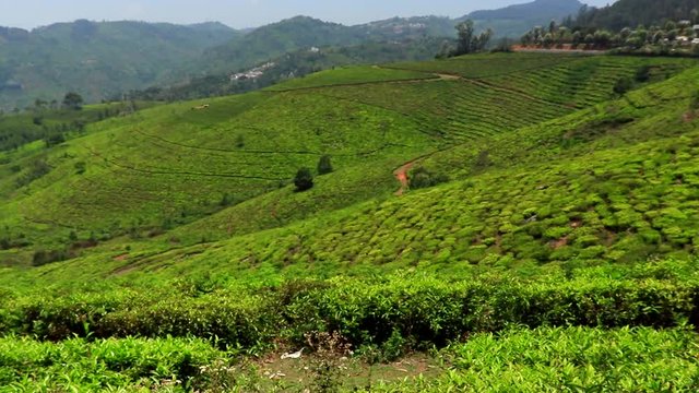 tea garden on mountains