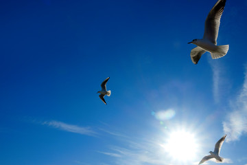 group of seagulls flying over blue sunny sky