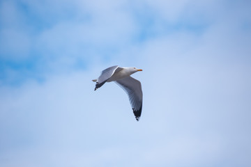 The beautiful seagull is not tired of flying