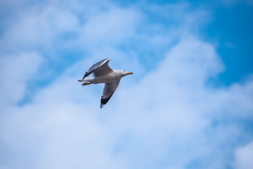 The beautiful seagull is not tired of flying