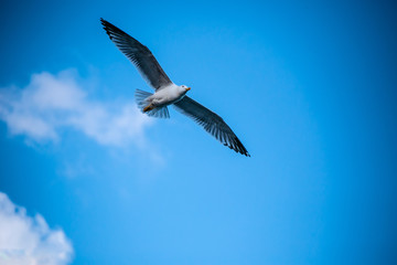 The beautiful seagull is not tired of flying