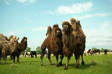 Camels Bactrianus