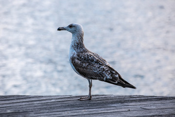 The beautiful seagull is not tired of flying