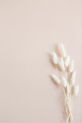 White bunny tail grass on pink background, copy space, dried lagurus grass