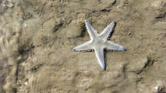 starfish walking on beach