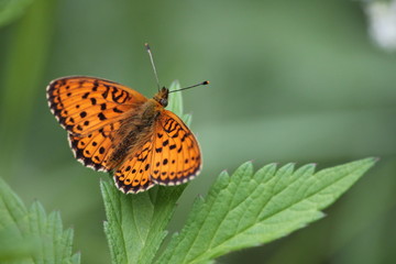 butterfly on flower