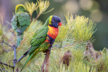 A wild rainbow lorikeet, trichoglossus moluccanus, perched in a tree on the Gold Coast, Queensland, Australia.