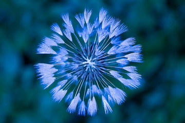 Art photo of dandelion seeds close up on natural blurred background.Drops of morning dew on dandelion seeds.Monochrome photography.