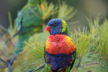 A wild rainbow lorikeet, trichoglossus moluccanus, perched in a tree on the Gold Coast, Queensland, Australia.