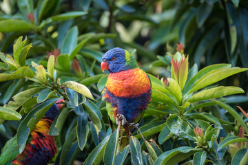 A wild rainbow lorikeet, trichoglossus moluccanus, perched in a tree on the Gold Coast, Queensland, Australia.