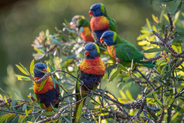 A flock of wild rainbow lorikeets, trichoglossus moluccanus, perched in a tree on the Gold Coast, Queensland, Australia.