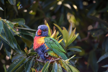 A wild rainbow lorikeet, trichoglossus moluccanus, perched in a tree on the Gold Coast, Queensland, Australia.