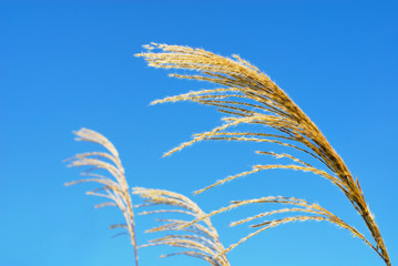 尾花　空　素材