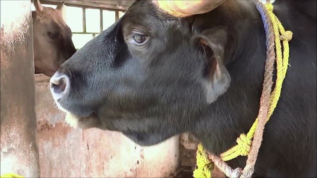 Close-up, mithun in a barn, India