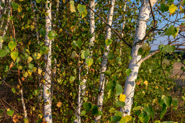 Young birch trees in the evening in early autumn