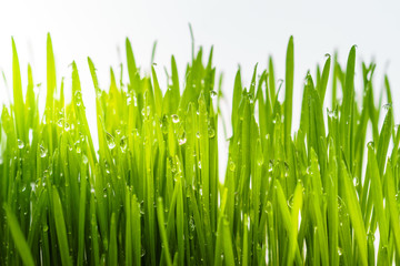 Fototapeta na wymiar Close-up view of raindrops on fresh young blades of wheatgrass.