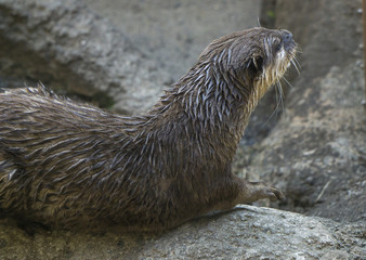 a brown otter looking around at the coast カワウソ