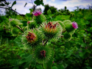 flower in garden
