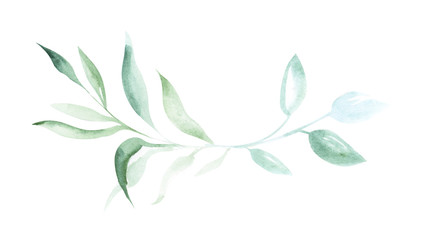 Illustration of watercolor drawing green sprigs of plants on a white isolated background in the form of an ornament