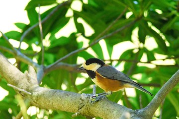 varied tit in park