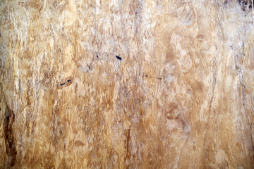 Texture Background of Wooden Wood