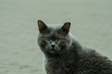 portrait of a grey cat