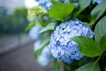 薄水色の紫陽花