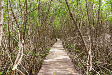 Obraz premium A Long wooden pathway in Mangrove forest background.