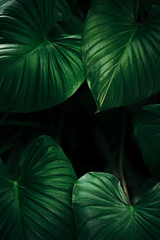 Elephant ear plant green leaves with dark background 