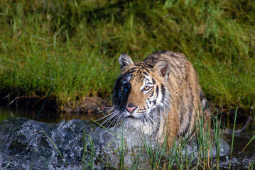 Fototapeta na wymiar Siberian Tiger Crossing Pond