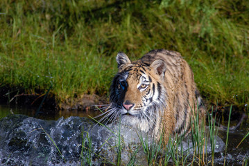 Siberian Tiger Crossing Pond