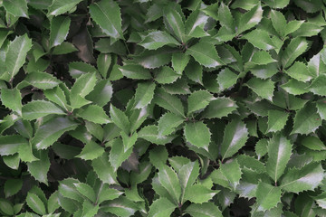Green Plant wall, background and texture