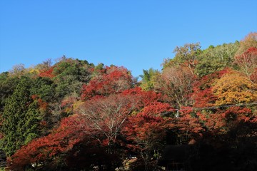 香嵐渓の紅葉