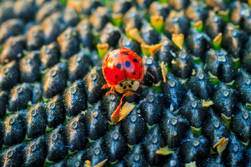 Bright red dotted ladybug on ripe black sunflower seeds in a farmer's field in summer. Ladybug - bug. Natural insecticide that destroys pests of crops. A closeup of a ladybug.